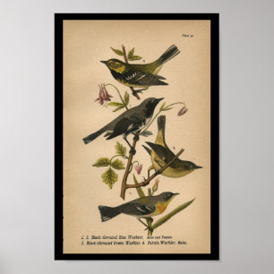 Bird Print Black Green Blue Warbler 