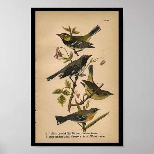 Bird Print Black Green Blue Warbler (Voorkant)