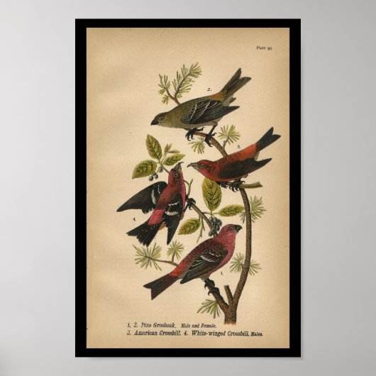 Bird Print Pine Grosbeak Red Black (Voorkant)