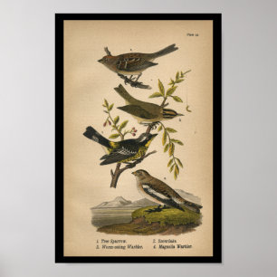 Bird Print Tree Sparrow Warbler 