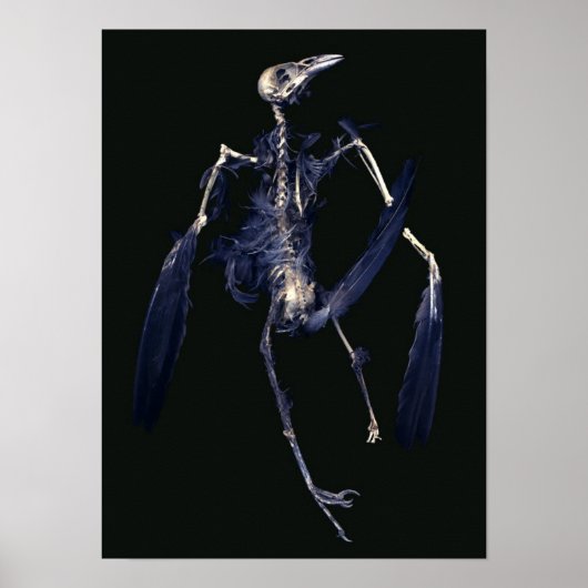 Bird Skeleton Poster (Voorkant)