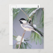 Bird Snow Covered Branch Briefkaart (Voorkant / Achterkant)