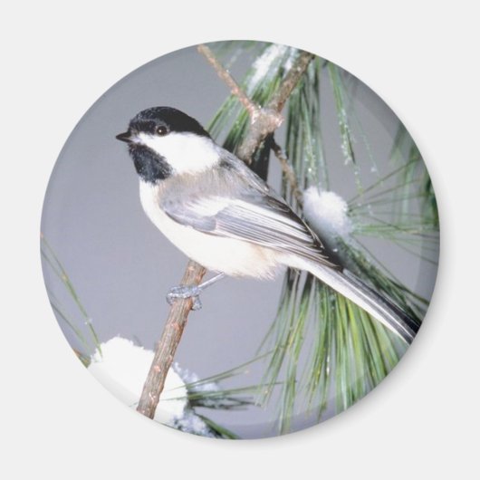 Bird Snow Covered Branch Magneet (Voorkant)
