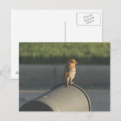 Bird sur carte postale de boîte aux lettres (Devant / Derrière)