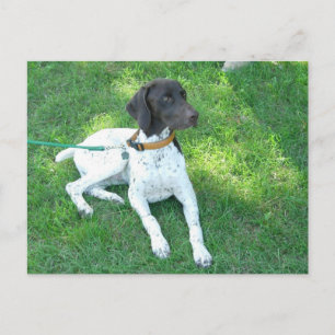 Bird the German Shorthair Pointer Briefkaart