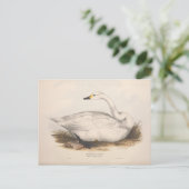 Bird White Swan Ephemera ontkoppeling  kunst Briefkaart (Staand voorkant)