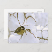 Bird Winter photo Carte postale (Devant / Derrière)