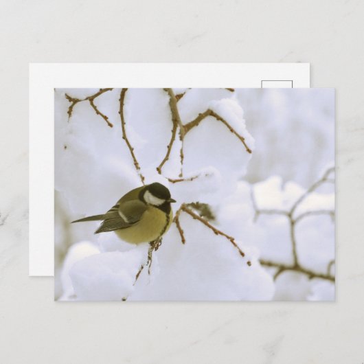 Bird Winter photo Carte postale (Devant / Derrière)