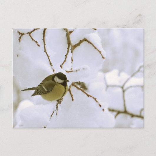 Bird Winter photo Carte postale (Devant)