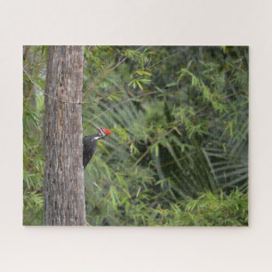 Bird Woodpecker Natuur Wildlife Cute Animal Foto Legpuzzel