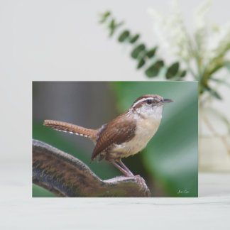 Bird Wren Card Natuur Note card Bedankkaart