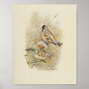 Bird Yellow Black Brown Print