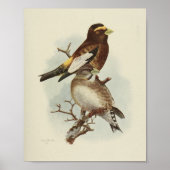 Bird Yellow Brown Print (Voorkant)