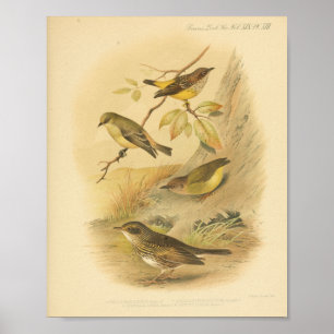  Bird Yellow Brown Print