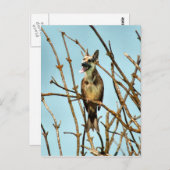 Birdagw Briefkaart (Voorkant / Achterkant)