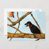 Birdagw Briefkaart (Voorkant / Achterkant)