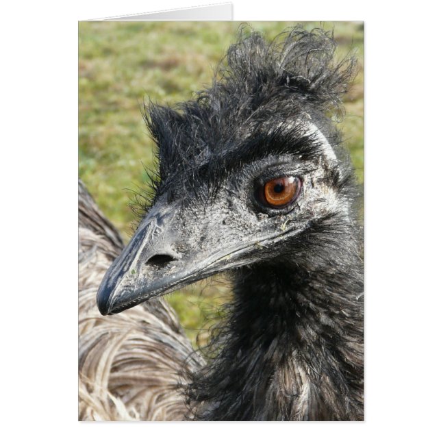 Birdbrained Emu (Voorkant)