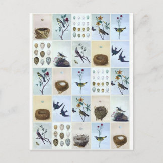 Birds and Nests Briefkaart