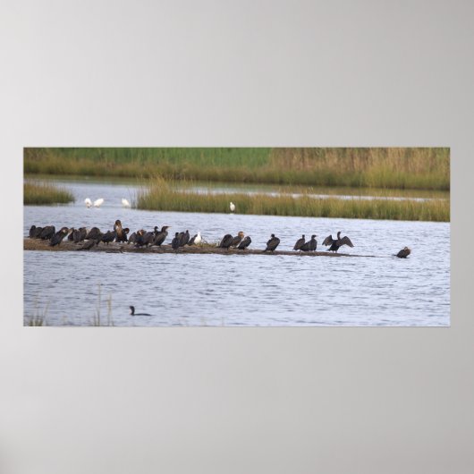 Birds at the Refuge Poster (Voorkant)