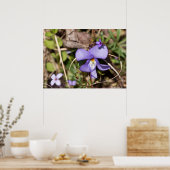 Birds-Foot Violet w/ Bluets Wildflower Poster (Cuisine)