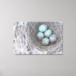 Bird's Nest Blue Eggs Natuur Fotografie Canvas Afdruk