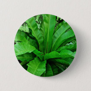 Bird's Nest Fern Ronde Button 5,7 Cm