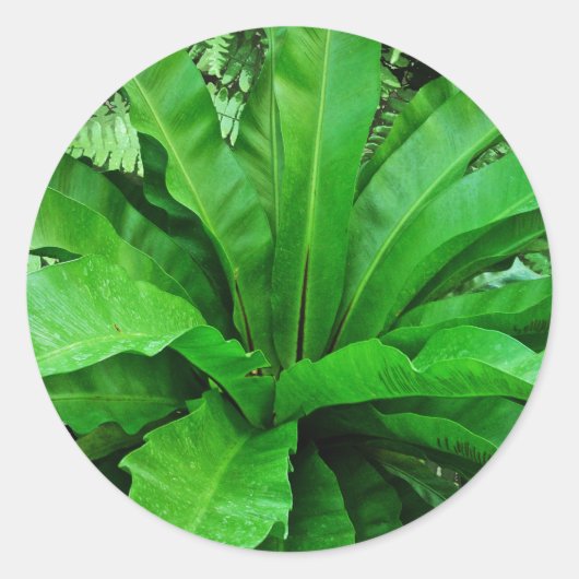 Bird's Nest Fern Ronde Sticker (Voorkant)