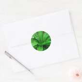 Bird's Nest Fern Ronde Sticker (Envelop)