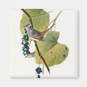 Birds of America (1827) by John James Audubon Magneet