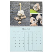 "Birds of Boston" kalender 2021 (Mar 2026)