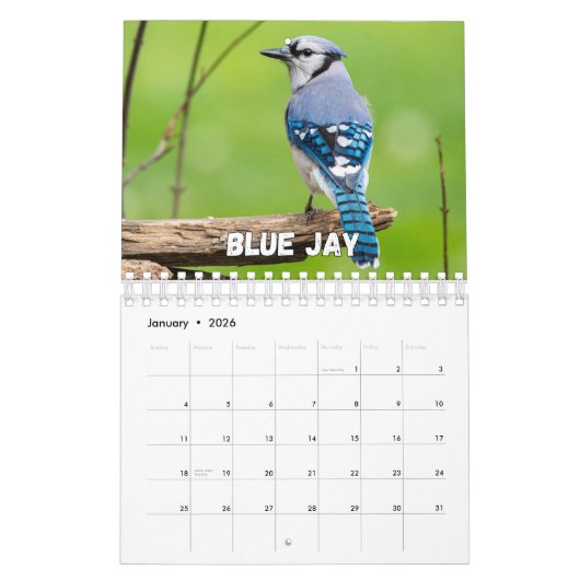 Birds Showcase Collection Wall Calendrier (Jan 2026)