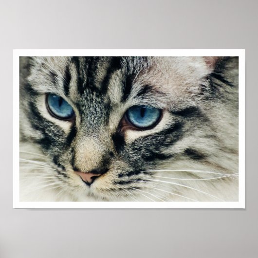Birman Cat Face Close-up print (Voorkant)