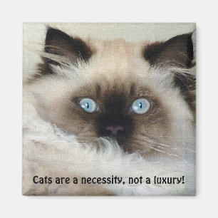 Birman - Ragdoll Magnet Amoureux des chats