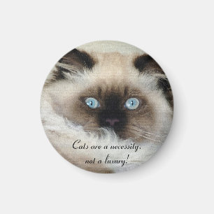 Birman - Ragdoll Magnet Amoureux des chats