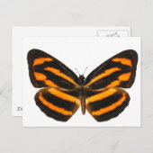 Birmese lascar Butterfly Briefkaart (Voorkant / Achterkant)