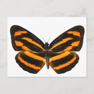 Birmese lascar Butterfly Briefkaart