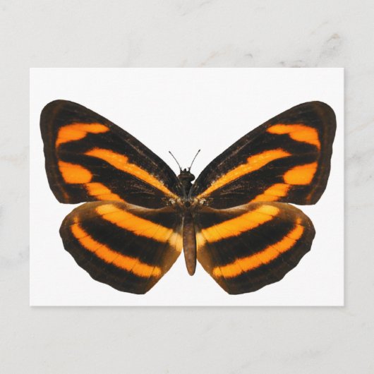 Birmese lascar Butterfly Briefkaart (Voorkant)