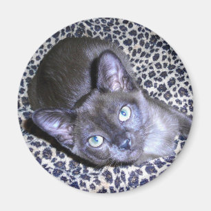 Birmese Magnet Magneet
