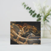 Birmese Python Briefkaart (Staand voorkant)