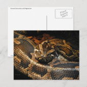 Birmese Python Briefkaart (Voorkant / Achterkant)