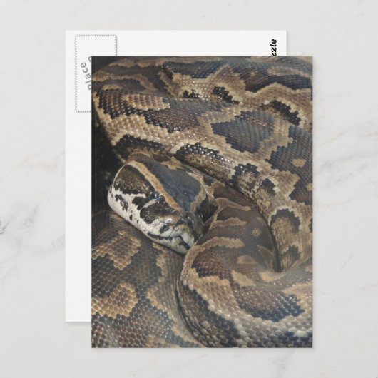 Birmese Python Briefkaart (Voorkant / Achterkant)