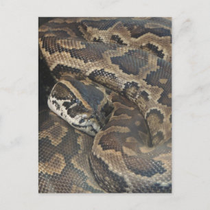 Birmese Python Briefkaart