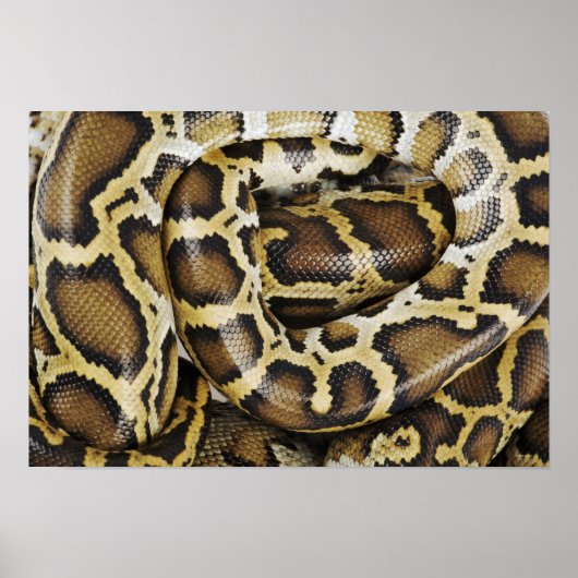 Birmese python poster (Voorkant)