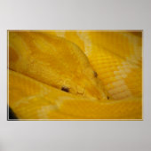 Birmese Python Poster (Voorkant)