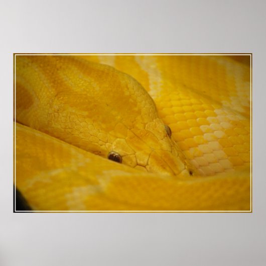 Birmese Python Poster (Voorkant)