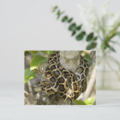 Birmese Python Snake Briefkaart (Staand voorkant)