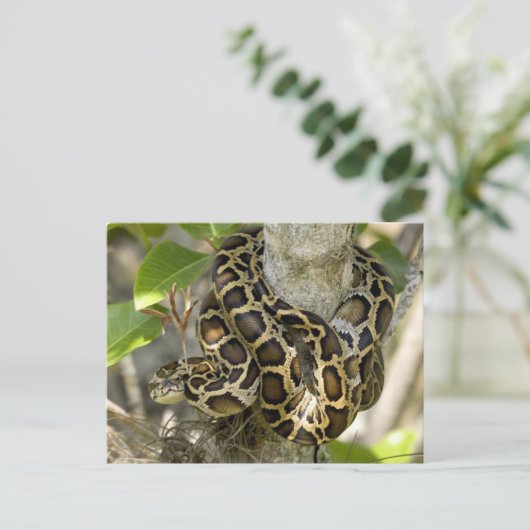 Birmese Python Snake Briefkaart (Staand voorkant)