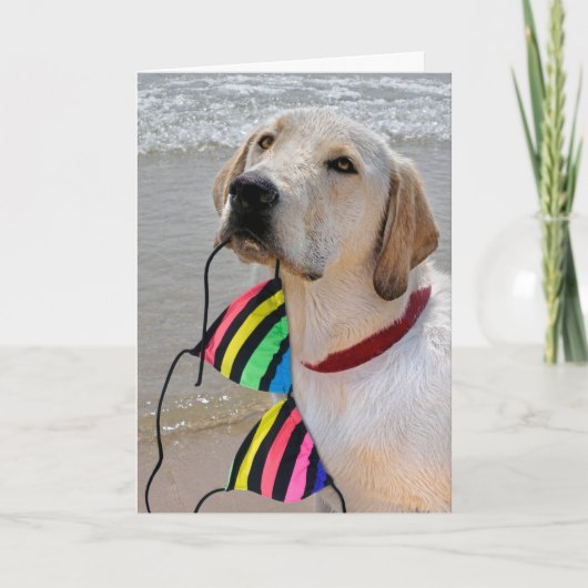 Birthday Bikini en Labrador Retriever Kaart (Voorkant)