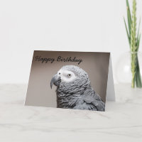 Birthday card Congo African Grey Gray Parrot