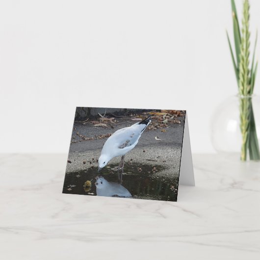 Birthday Card - Gull Reflections Kaart (Voorkant)